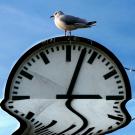 Quelle: Thragor | CC-Lizenz (BY 2.0) | www.piqs.de http://piqs.de/fotos/search/Thragor/score/53188.html Möve auf Uhr sitzend, welche sich im Wasser spiegelt