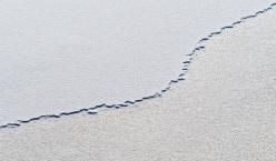 Quelle: cj.schuessler | photocase.com http://www.photocase.de/foto/163329-stock-photo-weiss-winter-ruhig-kalt-schnee-eis Eine menschliche Fussspur durch ein weißes Schneefeld